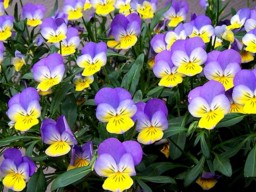 Виробнича діяльність ПП "Violet Gardien"